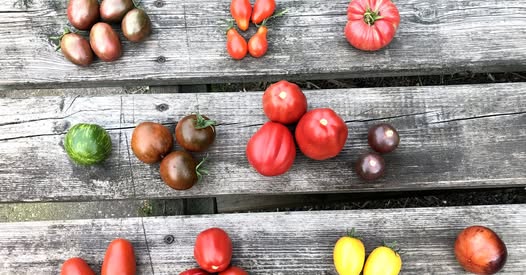Selbstversorgung - Tomatenaussaat & Anbau